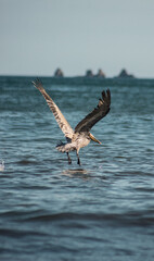 Naklejka premium pelican in flight