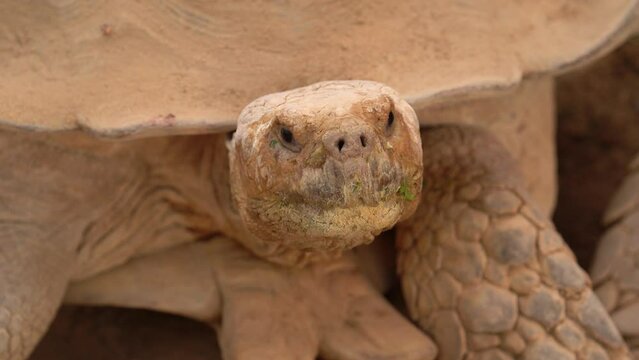 Female African Spurred Tortoise (Centrochelys sulcata) Facing Camera - Close Up