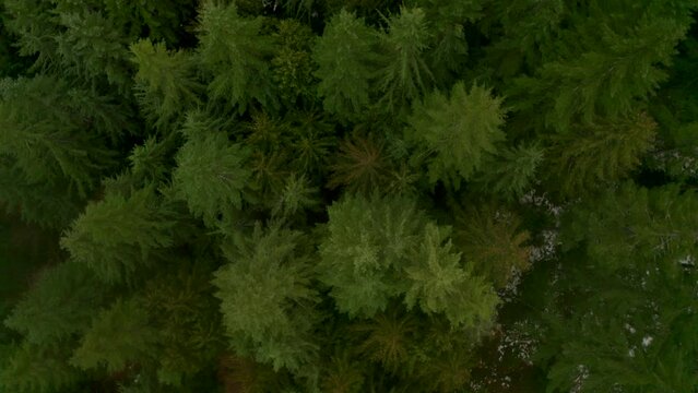 Descending aerial shot over a diverse group of pine trees