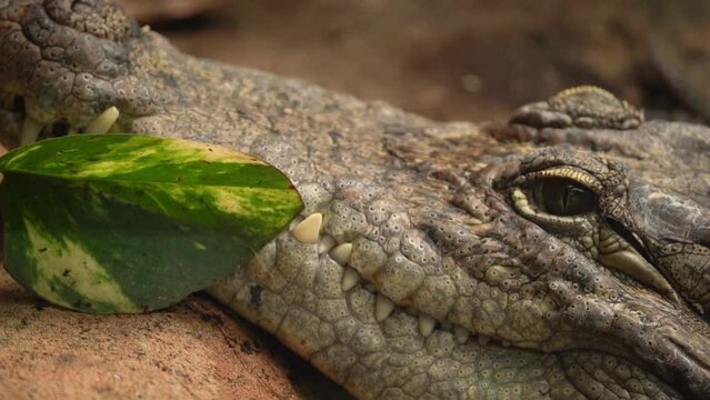 West African crocodile, desert crocodile (Crocodylus suchus) Rest IN Water - Close Up