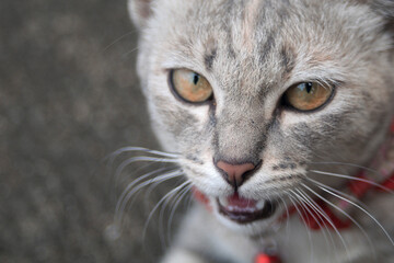 Obraz premium Cute cat looking at the camera, selective focus on its eye