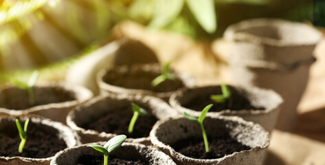Young seedlings growing in peat pots with soil on table, closeup. Banner design