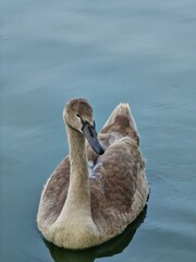 swan on the lake