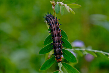 black caterpillar on a green leaf