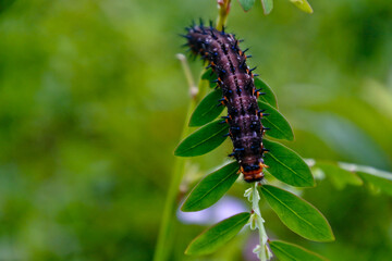 black caterpillar on a green leaf