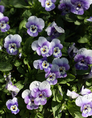 Heartsease (Viola Tricolor) flower bed