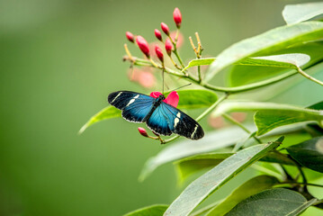Schmetterling in Mindo Ecuador