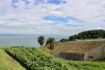 瀬戸内国際芸術祭　四国　海　南国　植物　風景