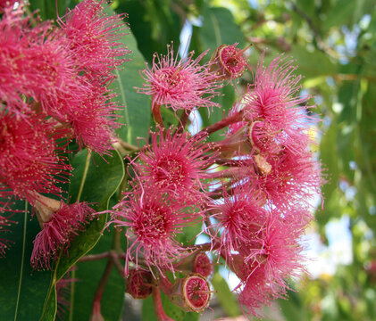 Corymbia Ficifolia Images – Browse 286 Stock Photos, Vectors, and Video