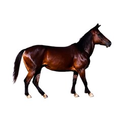 Brown Horse on a White Background Created with Generative AI and Other Techniques