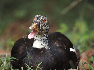 White-winged duck or white-winged wood duck (Asarcornis scutulata)