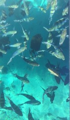 Fototapeta premium fish