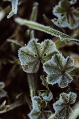 Close up photo of frost covered leaves on wintery morning