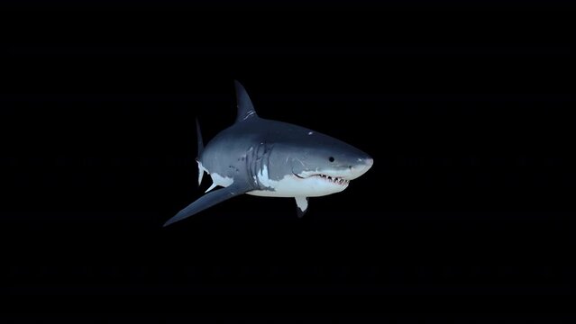 Great White Shark Loop 3D Animation With Alpha Video
