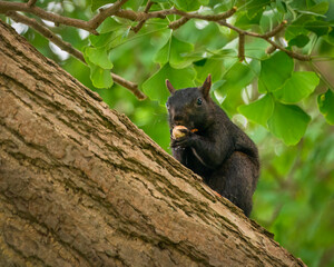 Squirrel eating nut on the tree. Niagara Falls, Ontario, Canada.