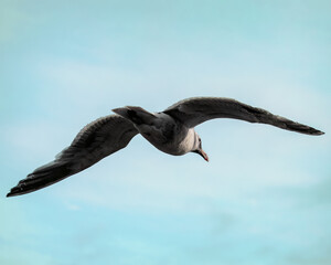 Coastal Seagull in Flight