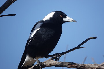 White-backed Magpie on a branch