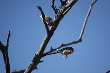 Zebra Finches on tree branch