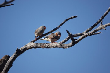 Zebra Finches
