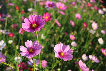 Obraz premium Cosmos. Pink flowers. Blurred background. The sunlight of the morning flowers.