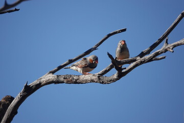 Zebra Finches