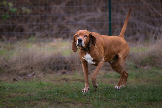 2023-02-16 A SENIOR RED BONE COON HOUND ON CAMANO ISLAND WASHINGTON