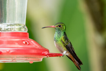 Kolibri Hummingbird