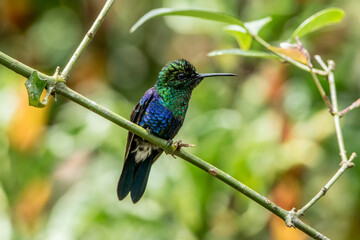 Kolibri Violettkronennymphe auf Ast