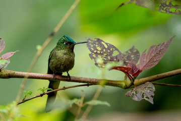 Kolibri Langschwanzsylphe