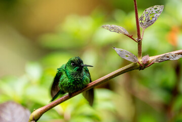 Kolibri Smaragdkolibri