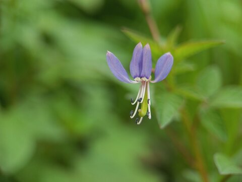 blue and white flower