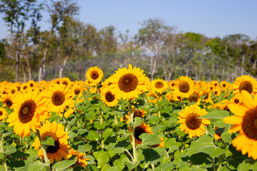 Fototapeta premium Sunflower field, Beautiful summer landscape.