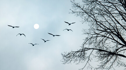 Tree against cloudy sky with the full moon and flying birds