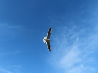 Seagull flying in blue sky on Florida beach