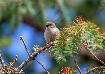 A Bushtit bird chirping while perched on the branch of an Evergreen tree with a colorful forested background.