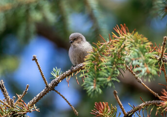 Portrait of a female American Bushtit perched on an Evergreen branch, with a pretty, colorful background.