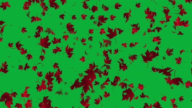 Red maple Leaves falling animation in 4K Ultra HD, Loop animation with green screen background