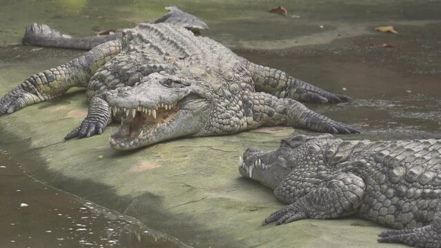 Multiple Motionless Nile Crocodiles on a Shore of a Nature Reserve Pond - Static