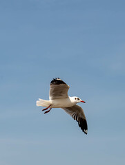 Seagulls flying in the blue sky, chasing after food to eat at Bangpu, Thailand.