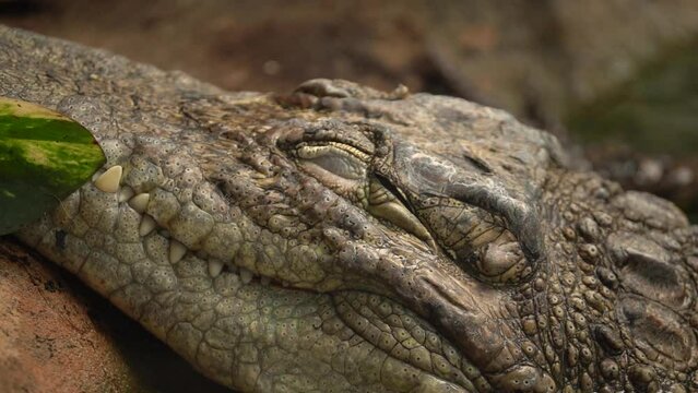 Sleeping West African crocodile With Closed Eyes - Close Up Static