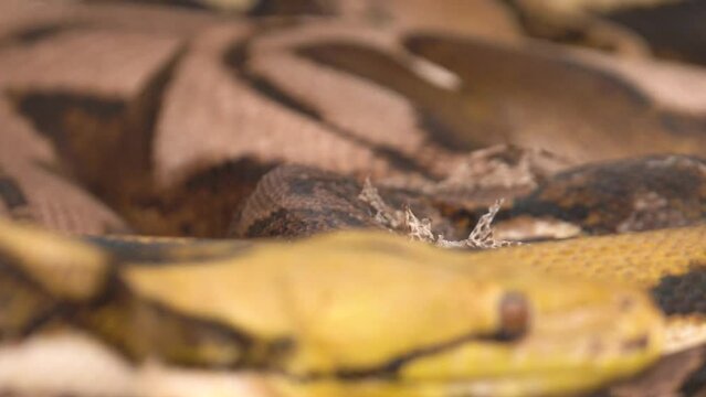Reticulated Python (Python reticulatus) Slithering With Tongue Out - Close Up Macro