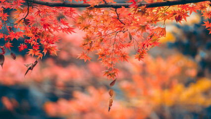 Autumn foilage Japan 2025