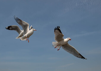 Seagulls flying in the blue sky, chasing after food to eat at Bangpu, Thailand.