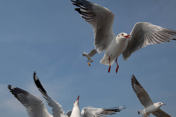 Seagulls flying in the blue sky, chasing after food to eat at Bangpu, Thailand.
