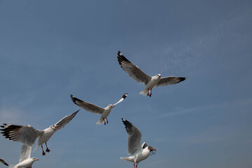 Seagulls flying in the blue sky, chasing after food to eat at Bangpu, Thailand.