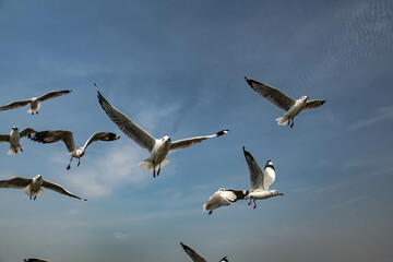 Seagulls flying in the blue sky, chasing after food to eat at Bangpu, Thailand.