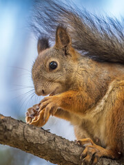 The squirrel with nut sits on tree in the autumn. Eurasian red squirrel, Sciurus vulgaris.