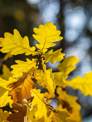 Oak branches with yellow leaves in autumn park