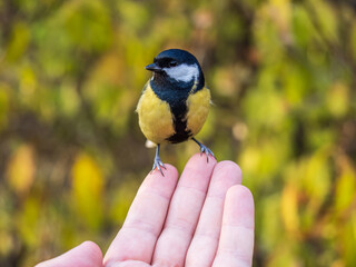 Obraz premium A tit sits on a man's hand and eats seeds.