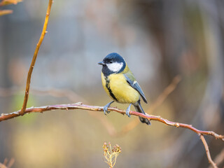 Cute bird Great tit, songbird sitting on the branch with blured background